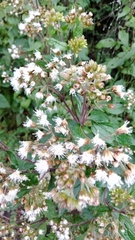 Ageratina glabrata