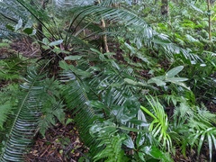 Lepidozamia peroffskyana