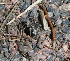 Cicindela tranquebarica