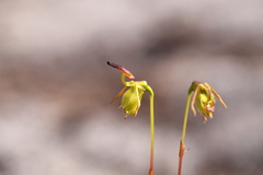 Caleana nigrita