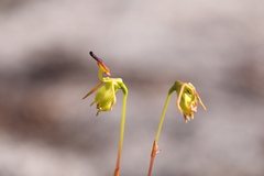 Caleana nigrita