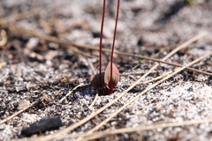 Caleana nigrita