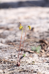 Caleana nigrita