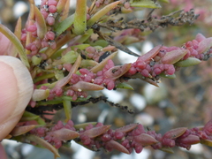 Suaeda maritima