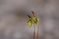 Caleana nigrita