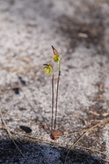 Caleana nigrita