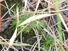 Syngonanthus flavidulus