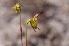 Caleana nigrita