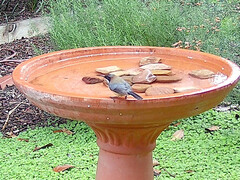 Acanthorhynchus tenuirostris