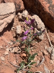 Rhinotropis subspinosa