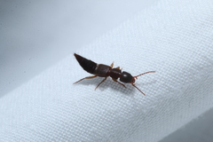 Achenomorphus corticinus