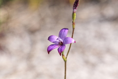 Elythranthera brunonis