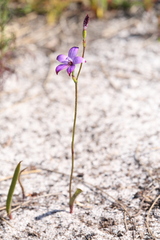 Elythranthera brunonis