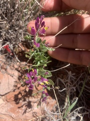 Rhinotropis subspinosa