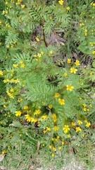Tagetes foetidissima