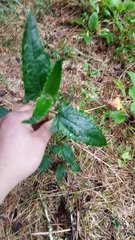 Munnozia