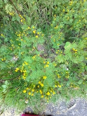 Tagetes foetidissima