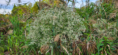 Eupatorium serotinum