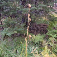 Lilium parryi