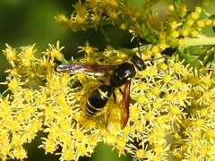 Ancistrocerus
