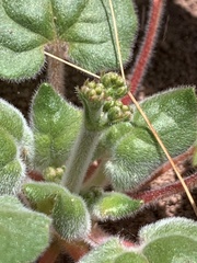 Eriogonum subreniforme