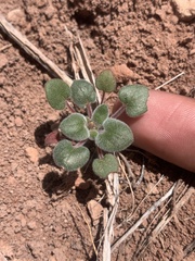 Eriogonum subreniforme