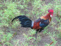 Gallus gallus