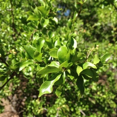 Sarcomphalus pedunculatus