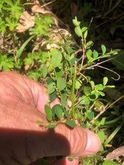 Phyllanthus gunnii