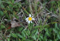 Leucanthemum vulgare