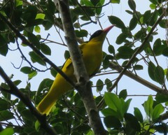 Oriolus chinensis