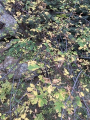 Acer glabrum