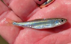 Notropis telescopus