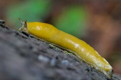 Ariolimax dolichophallus