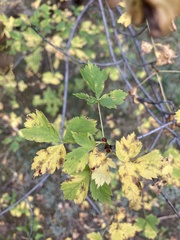 Acer glabrum