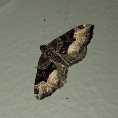 Euphyia intermediata