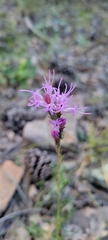 Liatrinae