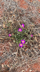Calandrinia menziesii