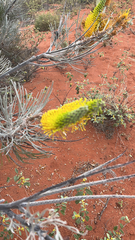 Grevillea eriostachya
