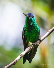 Saucerottia cyanifrons