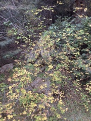 Acer glabrum