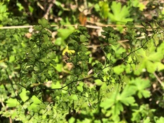 Adiantum aethiopicum