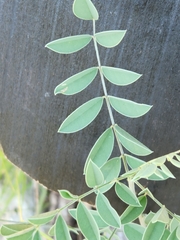 Indigofera lindheimeriana