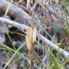 Lilium parryi