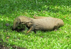 Varanus nebulosus
