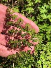 Adiantum aethiopicum