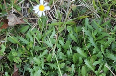 Leucanthemum vulgare