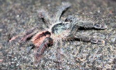 Psalmopoeinae