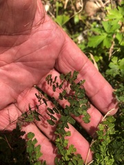 Adiantum aethiopicum