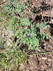 Indigofera lindheimeriana